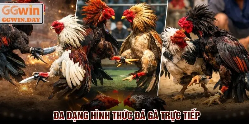 Khách hàng tha hồ lựa chọn hình thức cá cược đá gà trực tiếp
